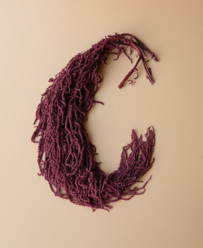 Hanging Amaranthus - Purple Plum