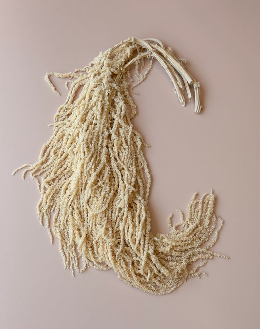 Hanging Amaranthus - Antique Ivory