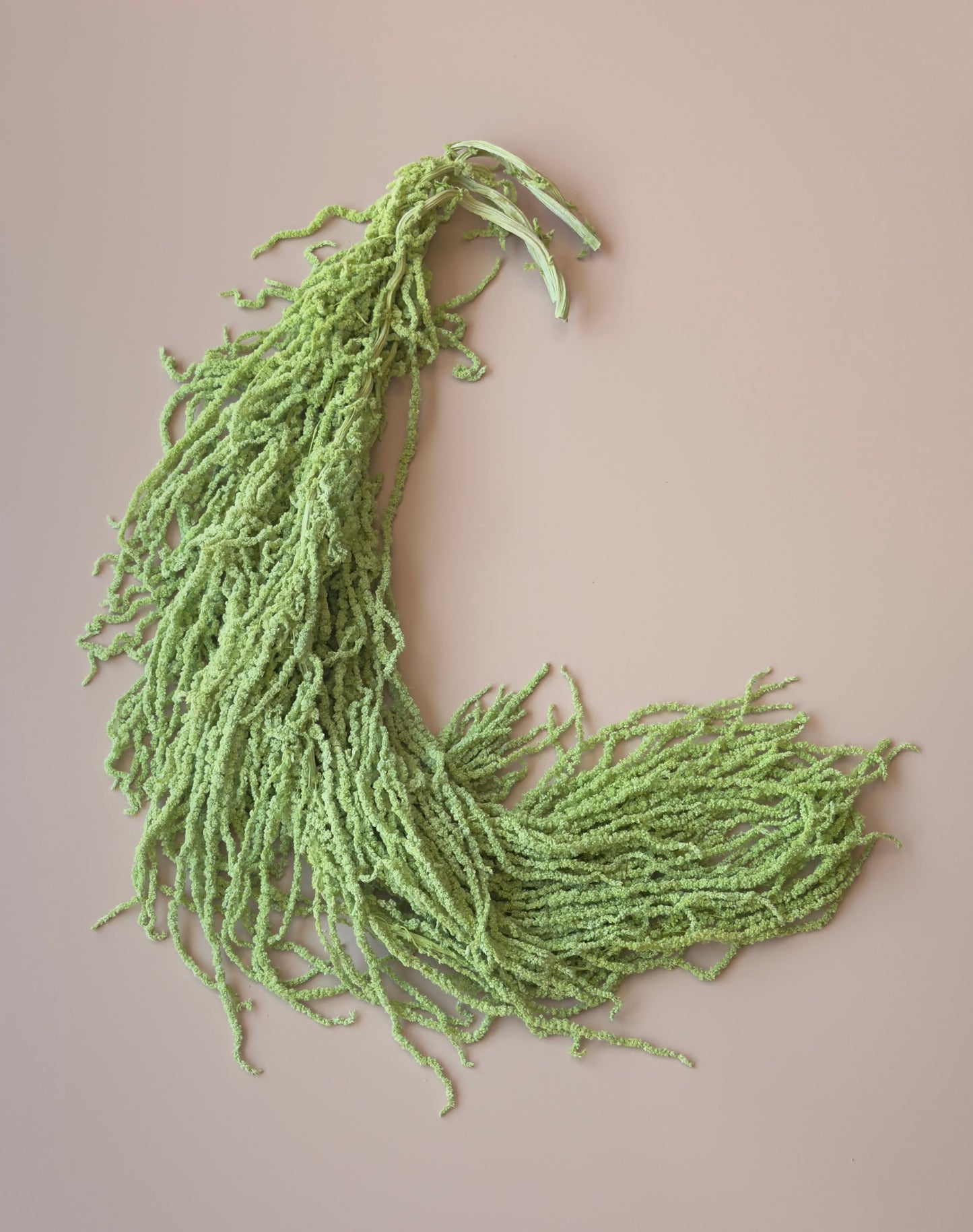 Hanging Amaranthus - Light Green