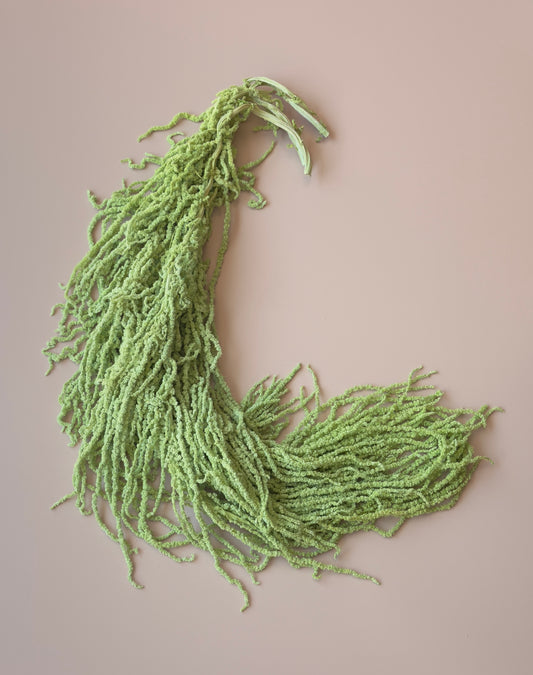 Hanging Amaranthus - Light Green