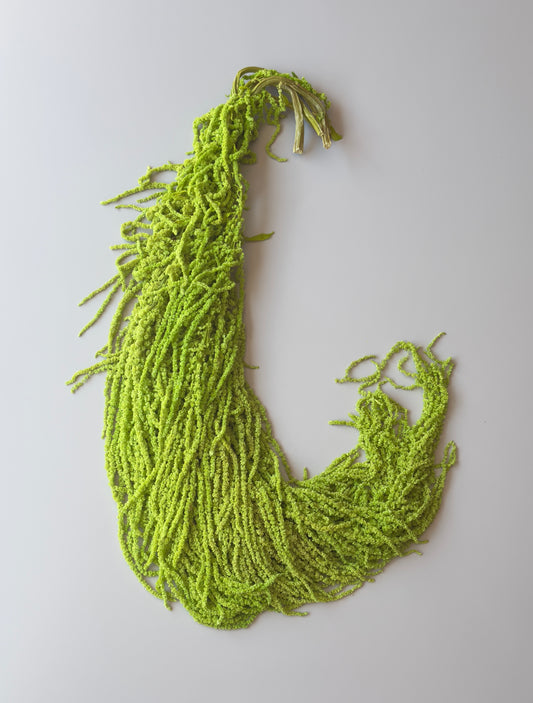 Hanging Amaranthus - Neon Green
