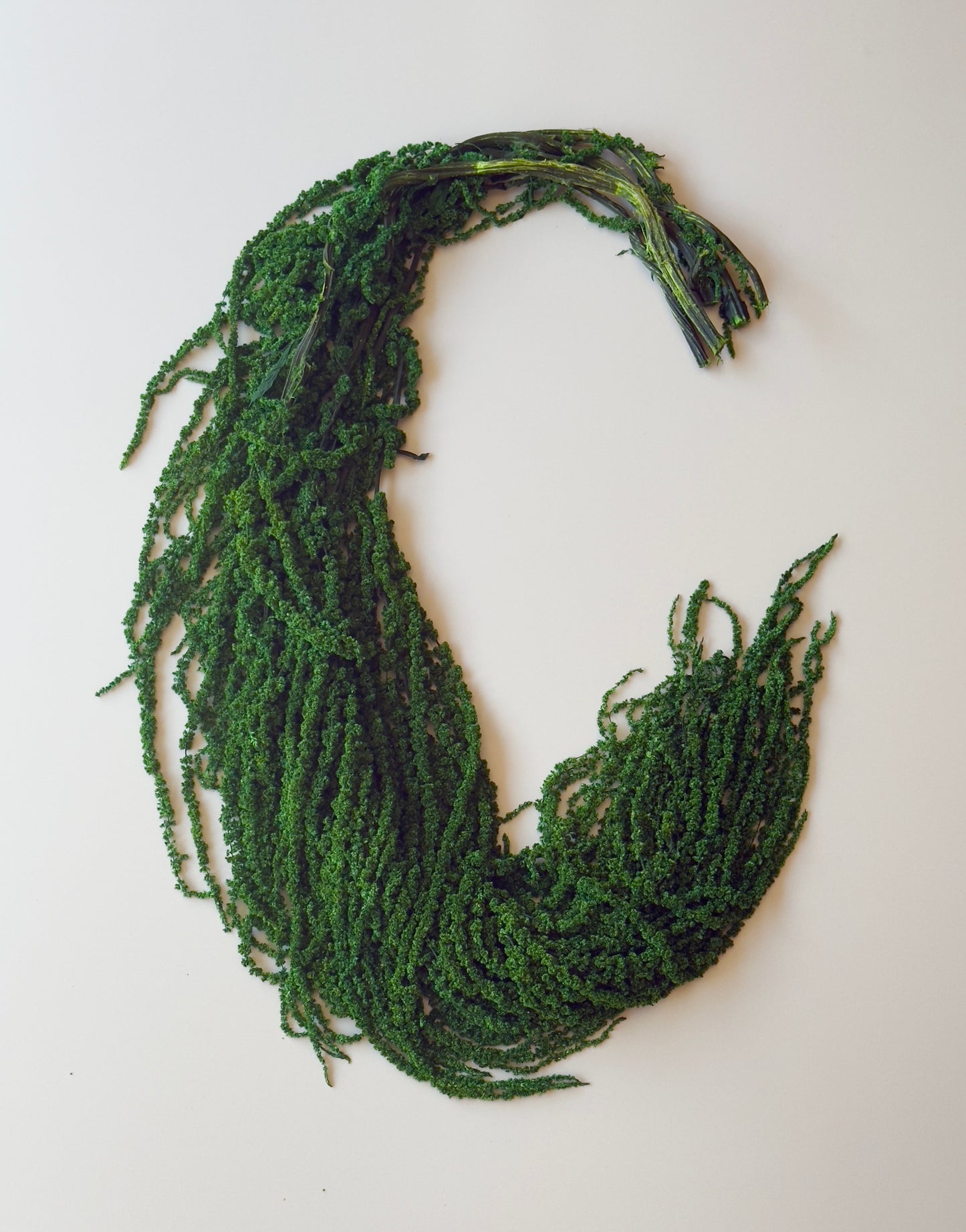 Hanging Amaranthus - Emerald Forest Green
