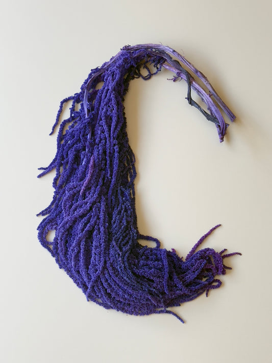 Hanging Amaranthus - Purple Tanzanite