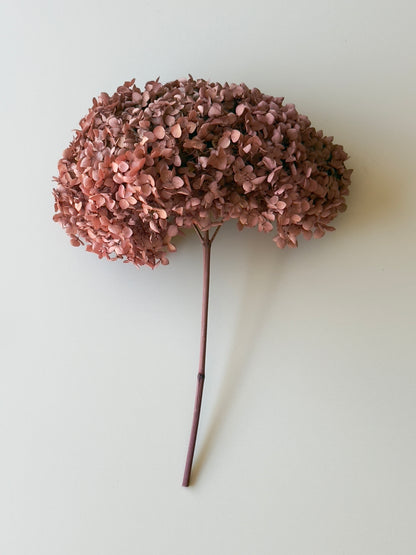 Real Hydrangea Preserved - Large Desert Rose