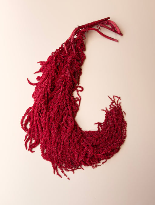 Hanging Amaranthus - Red