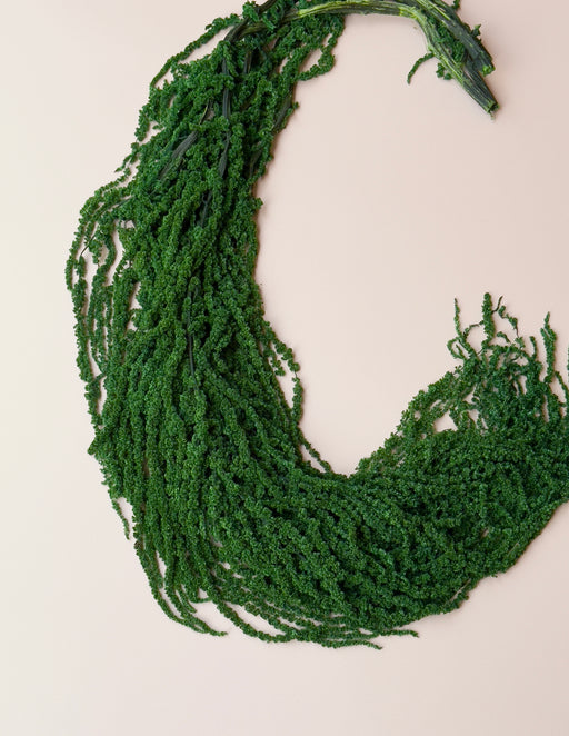 Hanging Amaranthus - Emerald Forest Green - alternate