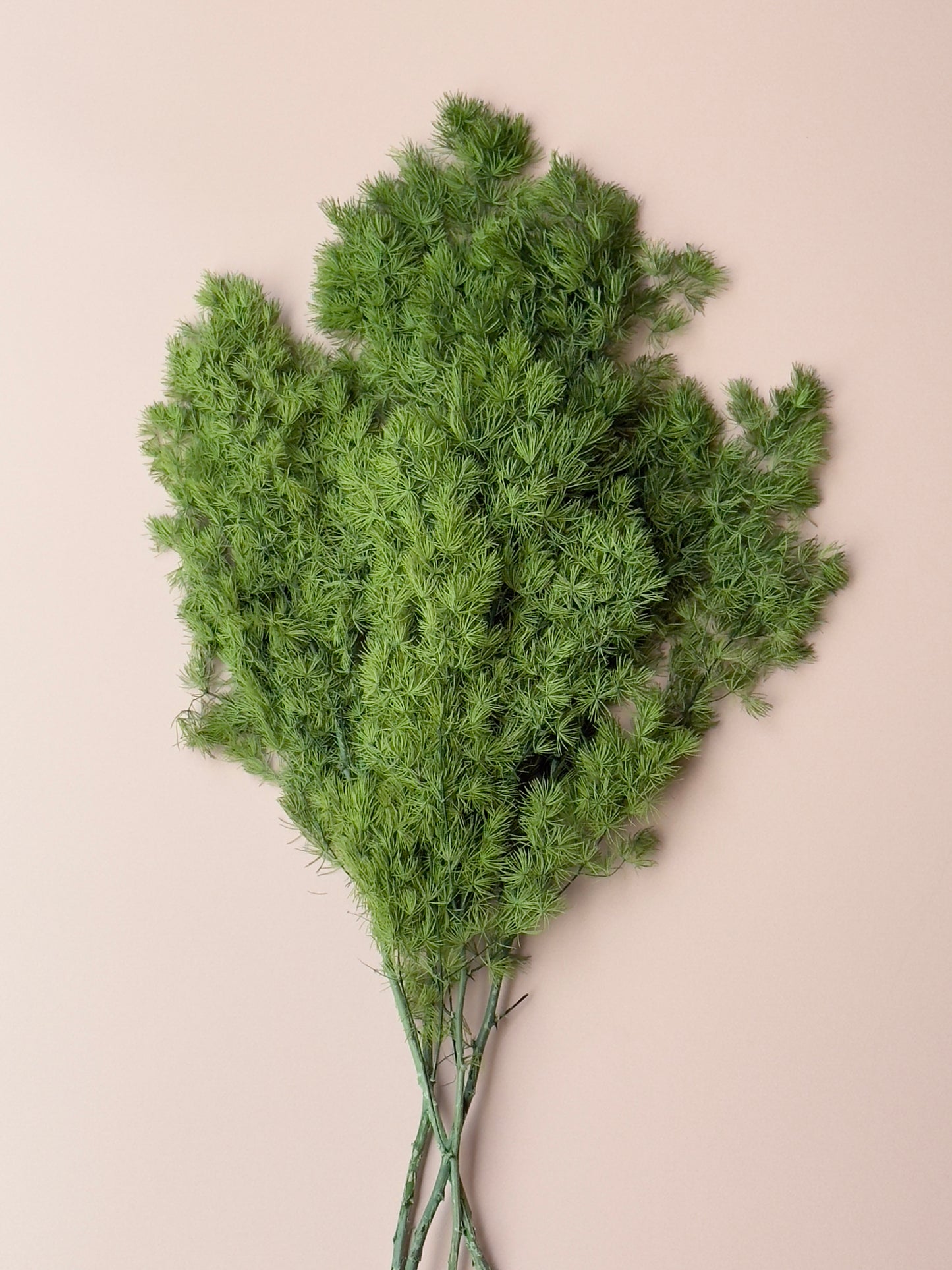 Ming/Asparagus Fern Preserved - Green