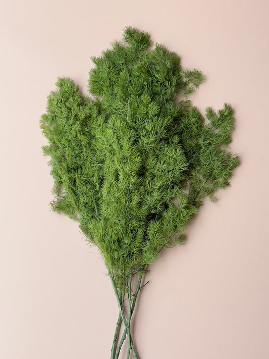 Ming/Asparagus Fern Preserved - Green