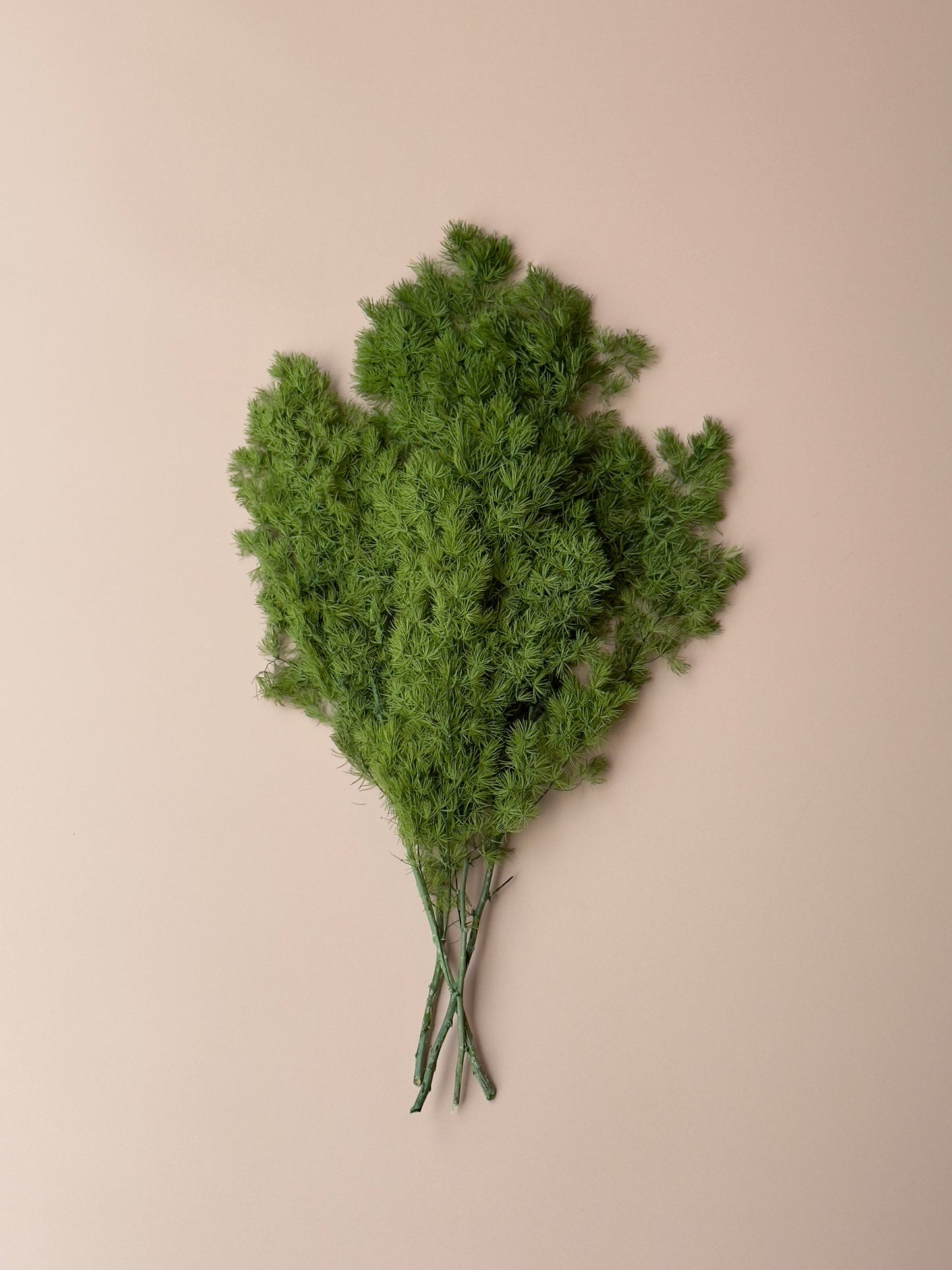 Ming/Asparagus Fern Preserved - Green