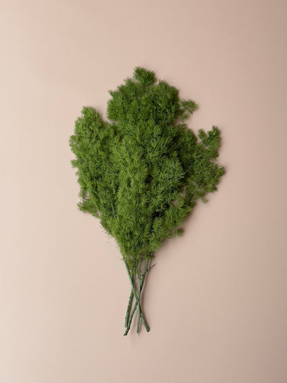 Ming/Asparagus Fern Preserved - Green