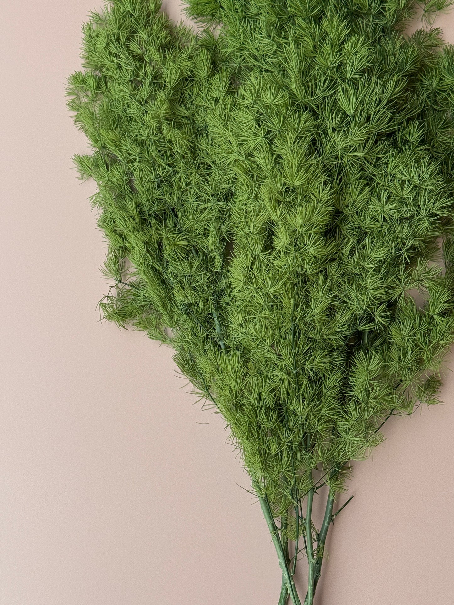 Ming/Asparagus Fern Preserved - Green