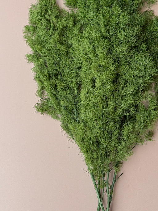 Ming/Asparagus Fern Preserved - Green - alternate