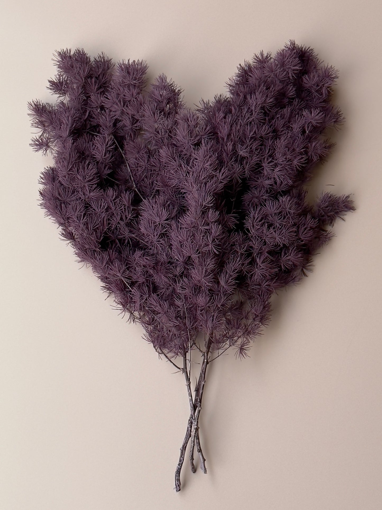 Ming/Asparagus Fern Preserved - Purple Plum