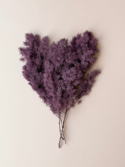 Ming/Asparagus Fern Preserved - Purple Plum