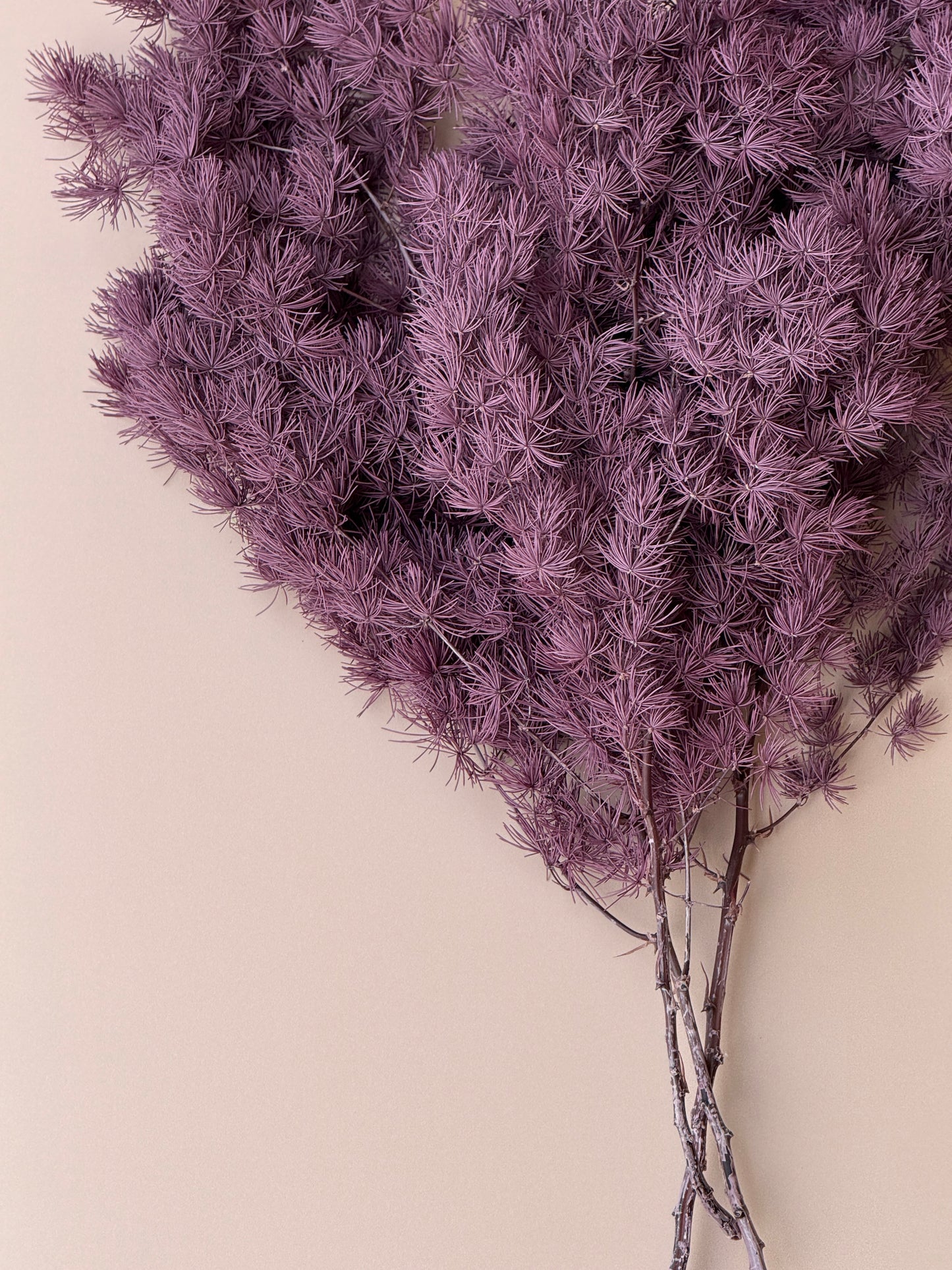 Ming/Asparagus Fern Preserved - Purple Plum