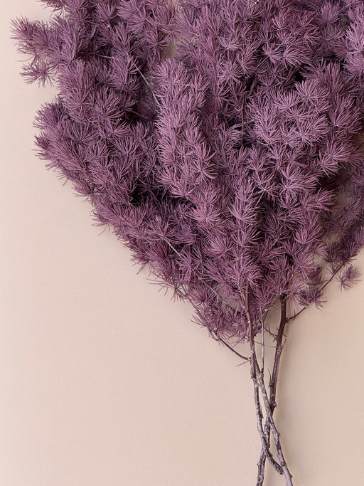 Ming/Asparagus Fern Preserved - Purple Plum - alternate