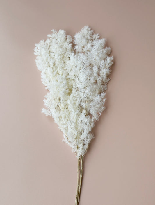 Ming/Asparagus Fern Preserved - White