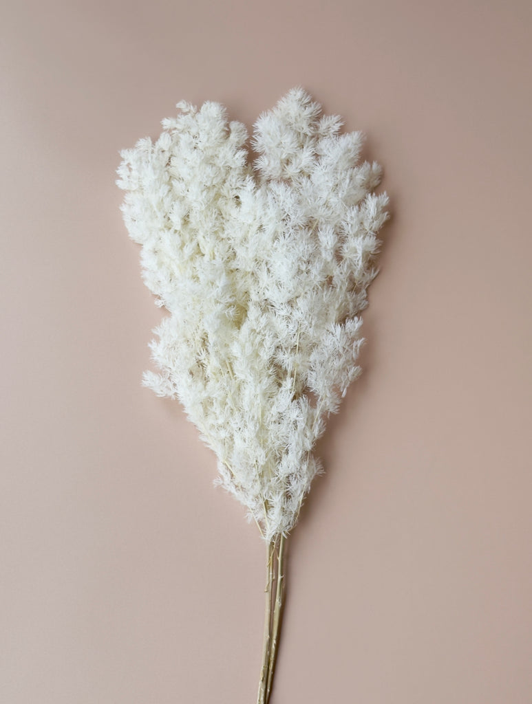 Ming/Asparagus Fern Preserved - White