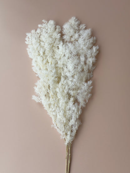 Ming/Asparagus Fern Preserved - White