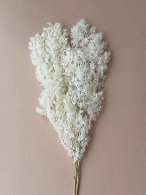 Ming/Asparagus Fern Preserved - White - alternate