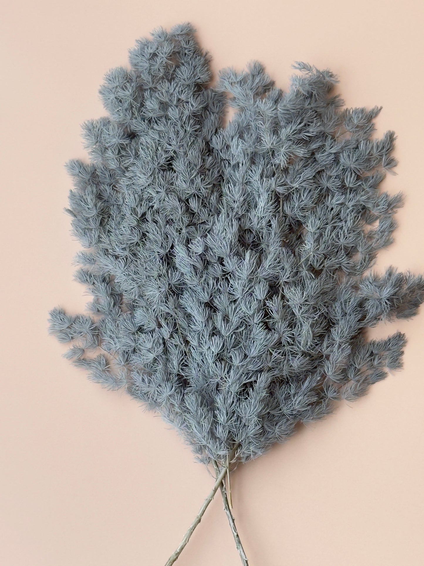 Ming/Asparagus Fern Preserved - Slate Blue