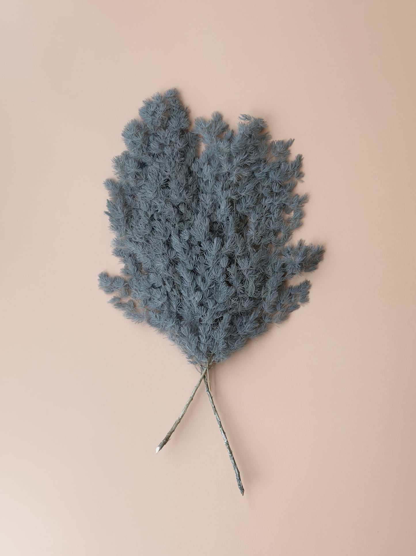 Ming/Asparagus Fern Preserved - Slate Blue