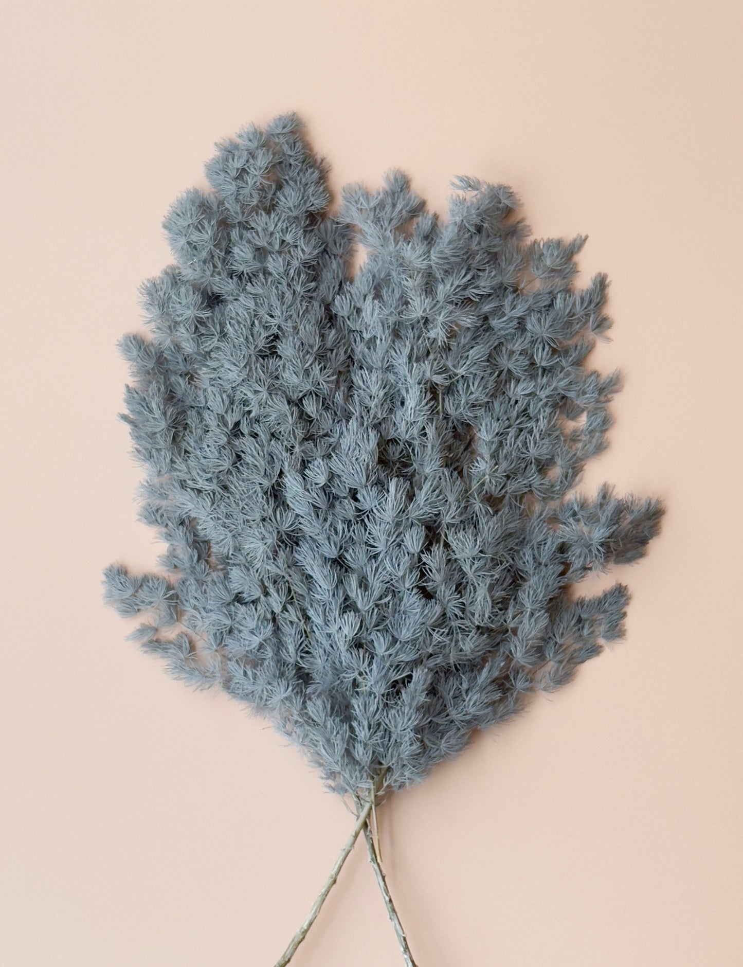 Ming/Asparagus Fern Preserved - Slate Blue