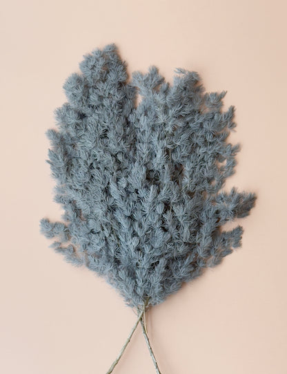 Ming/Asparagus Fern Preserved - Slate Blue