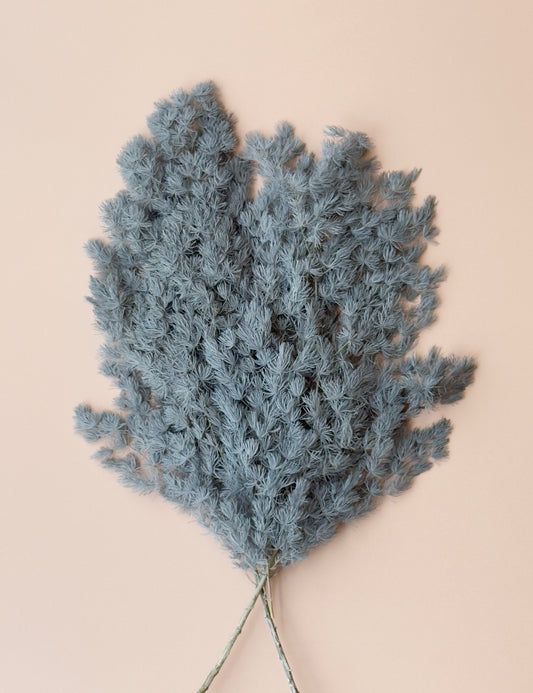 Ming/Asparagus Fern Preserved - Slate Blue