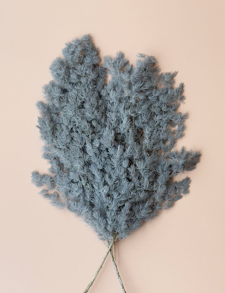 Ming/Asparagus Fern Preserved - Slate Blue