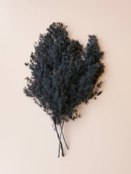 Ming/Asparagus Fern Preserved - Black