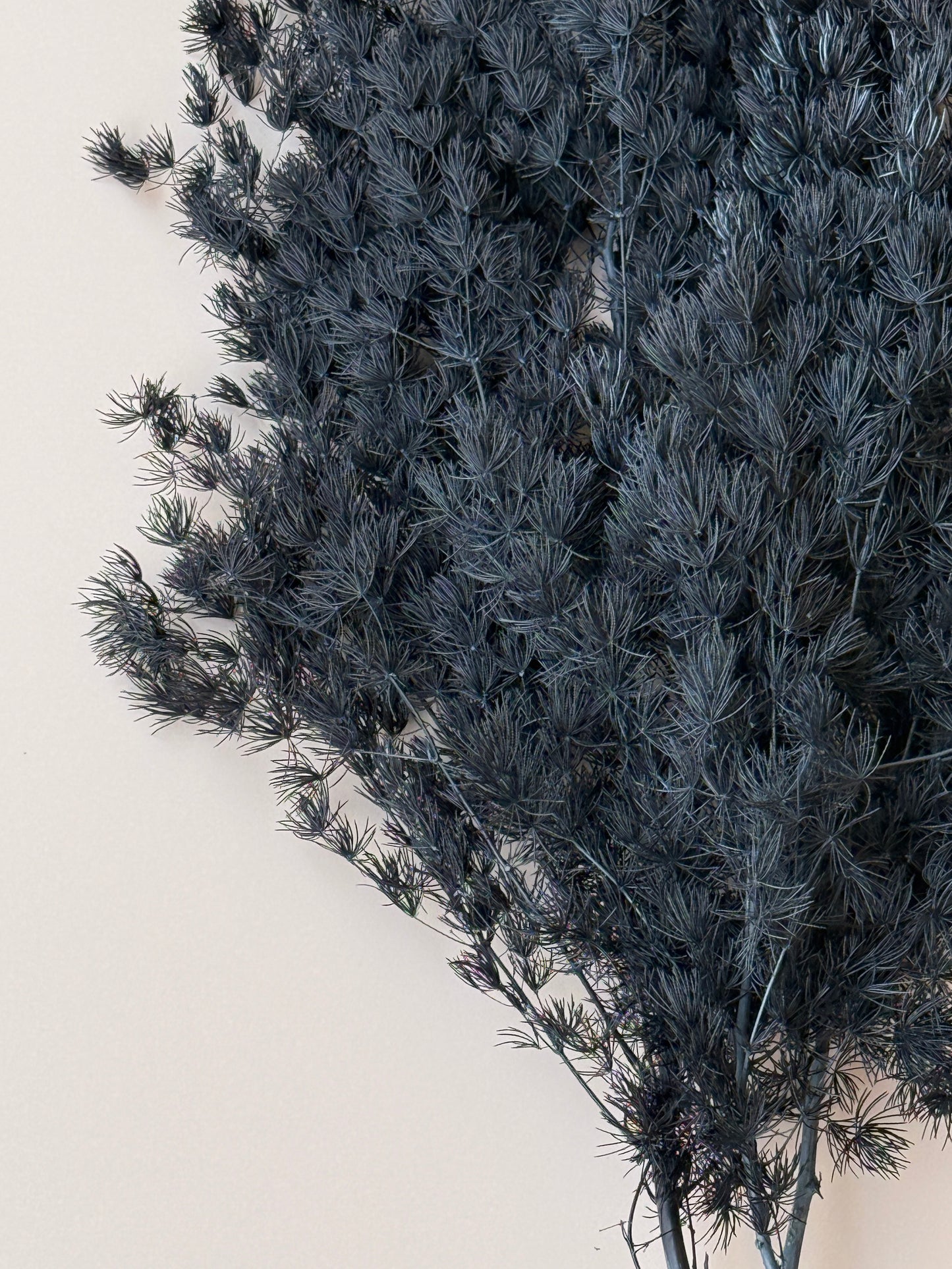 Ming/Asparagus Fern Preserved - Black
