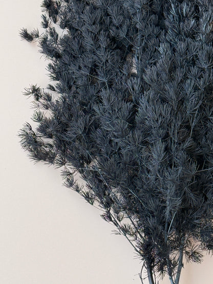 Ming/Asparagus Fern Preserved - Black