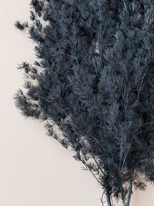 Ming/Asparagus Fern Preserved - Black - alternate