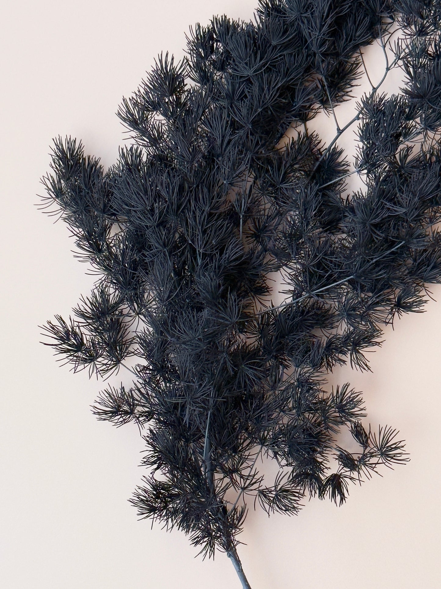 Ming/Asparagus Fern Preserved - Black
