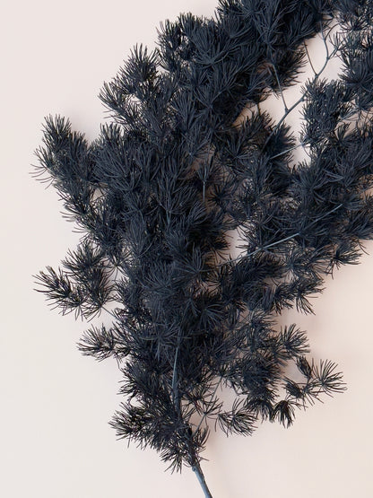 Ming/Asparagus Fern Preserved - Black