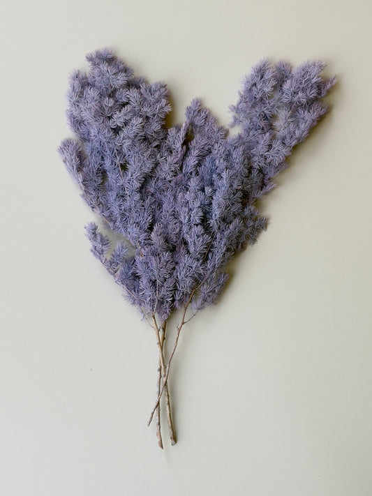 Ming/Asparagus Fern Preserved - Dusty Purple