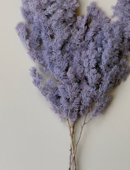 Ming/Asparagus Fern Preserved - Dusty Purple