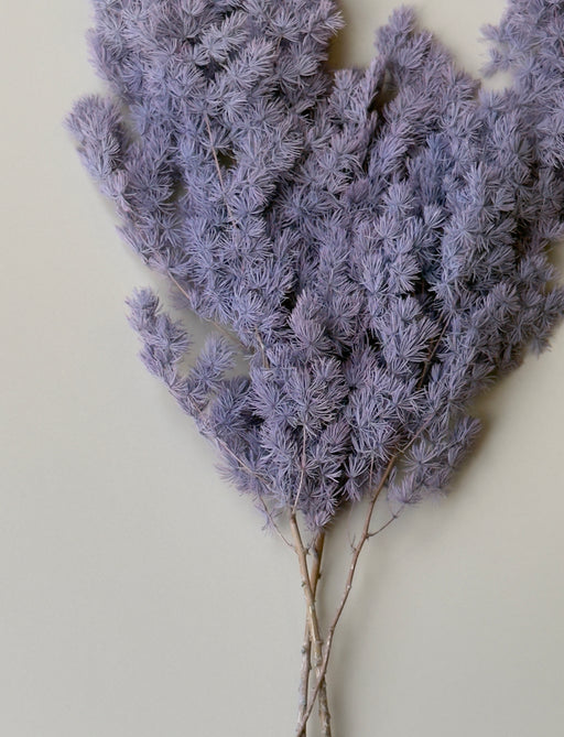 Ming/Asparagus Fern Preserved - Dusty Purple - alternate