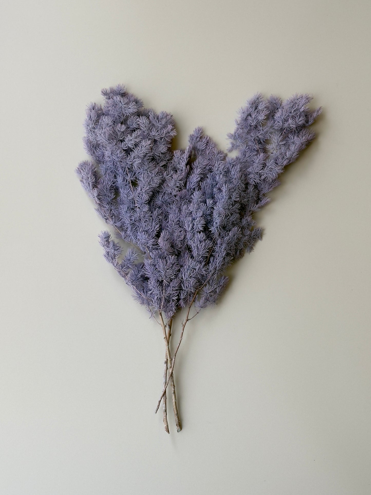 Ming/Asparagus Fern Preserved - Dusty Purple