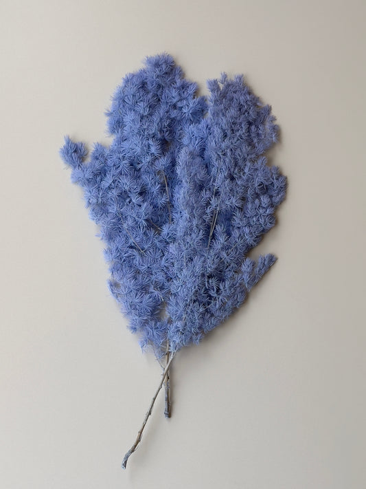 Ming/Asparagus Fern Preserved - Periwinkle (blue/purple)