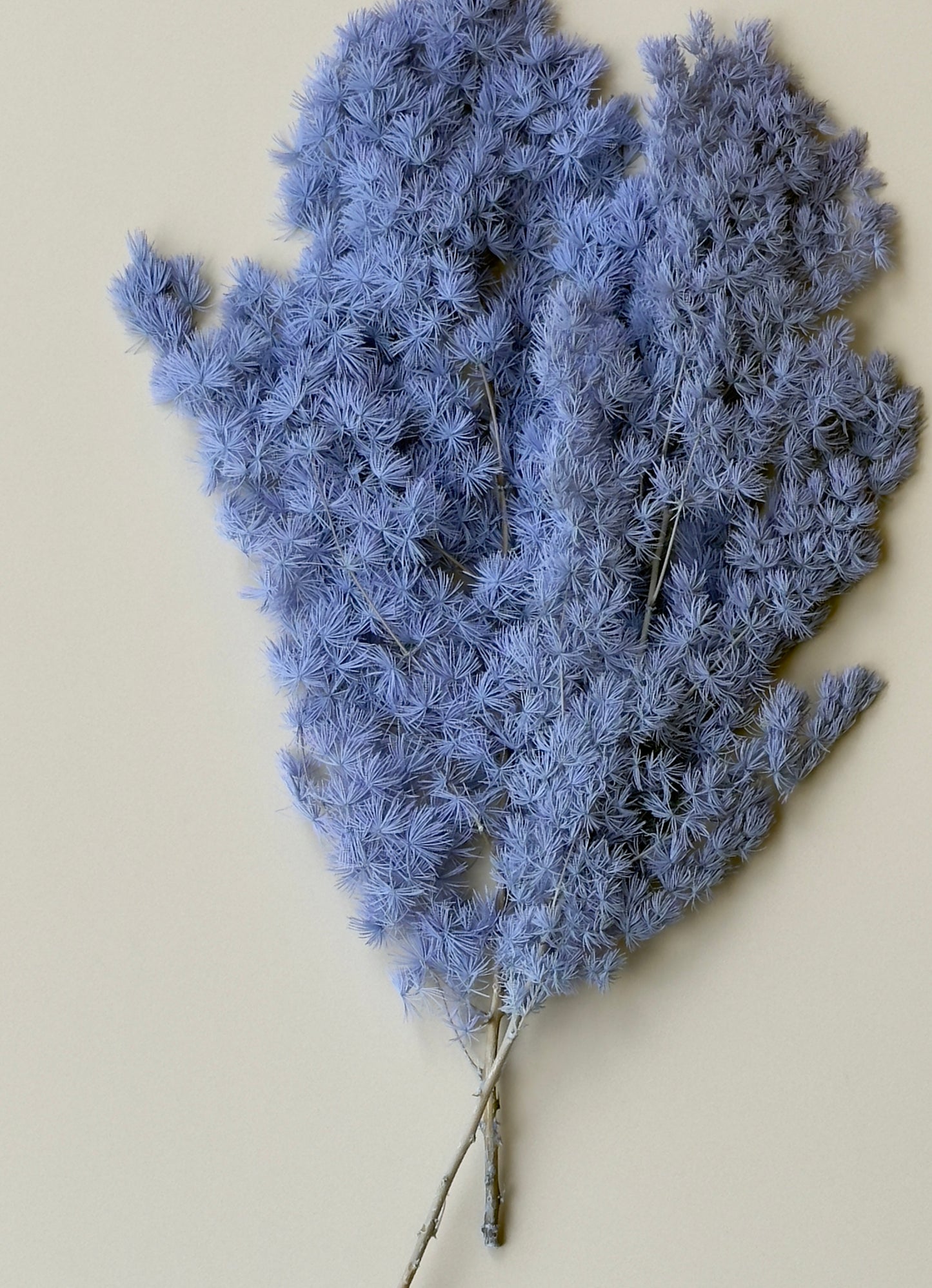 Ming/Asparagus Fern Preserved - Periwinkle (blue/purple)