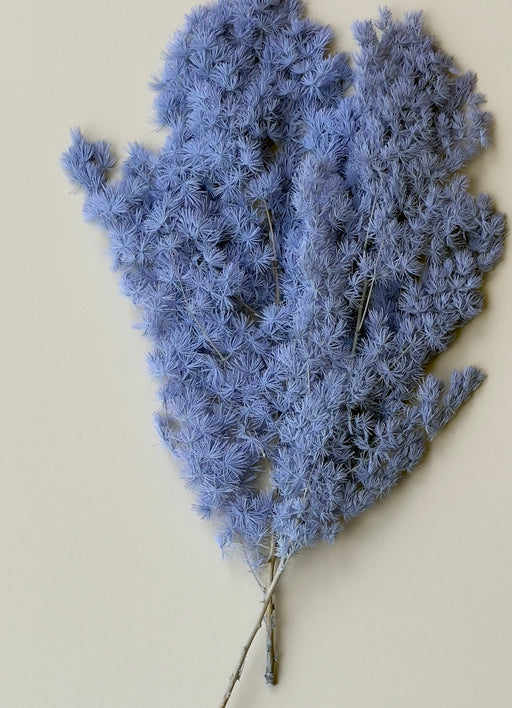 Ming/Asparagus Fern Preserved - Periwinkle (blue/purple) - alternate