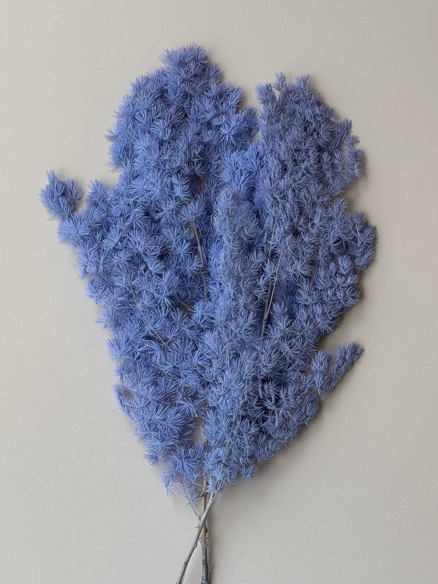 Ming/Asparagus Fern Preserved - Periwinkle (blue/purple)