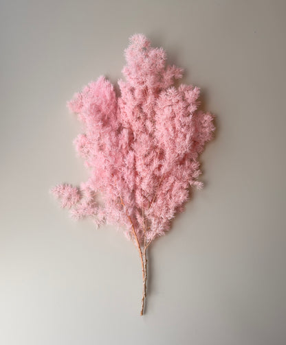 Ming/Asparagus Fern Preserved - Pink