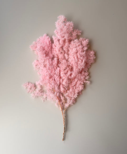 Ming/Asparagus Fern Preserved - Pink
