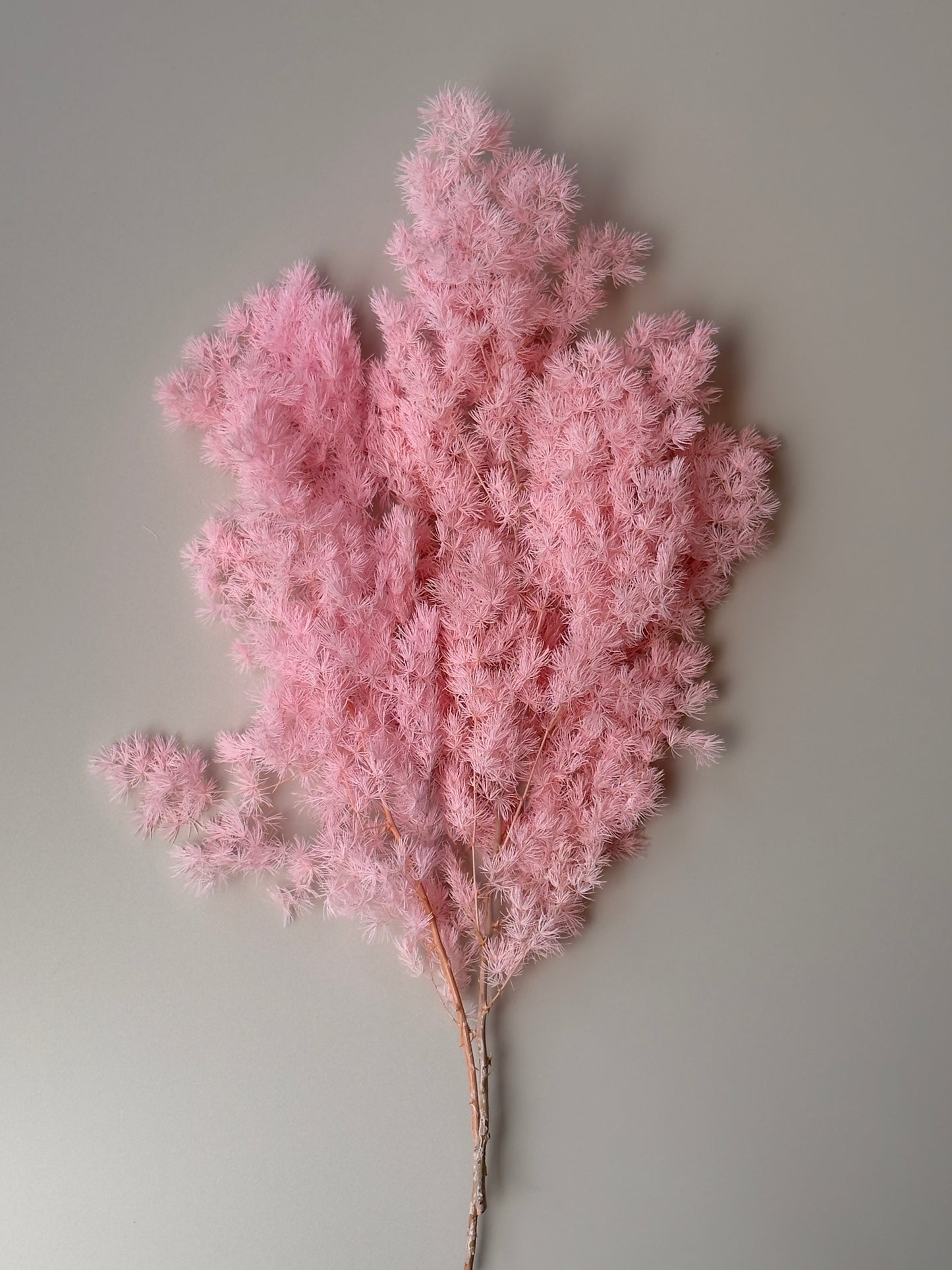 Ming/Asparagus Fern Preserved - Pink