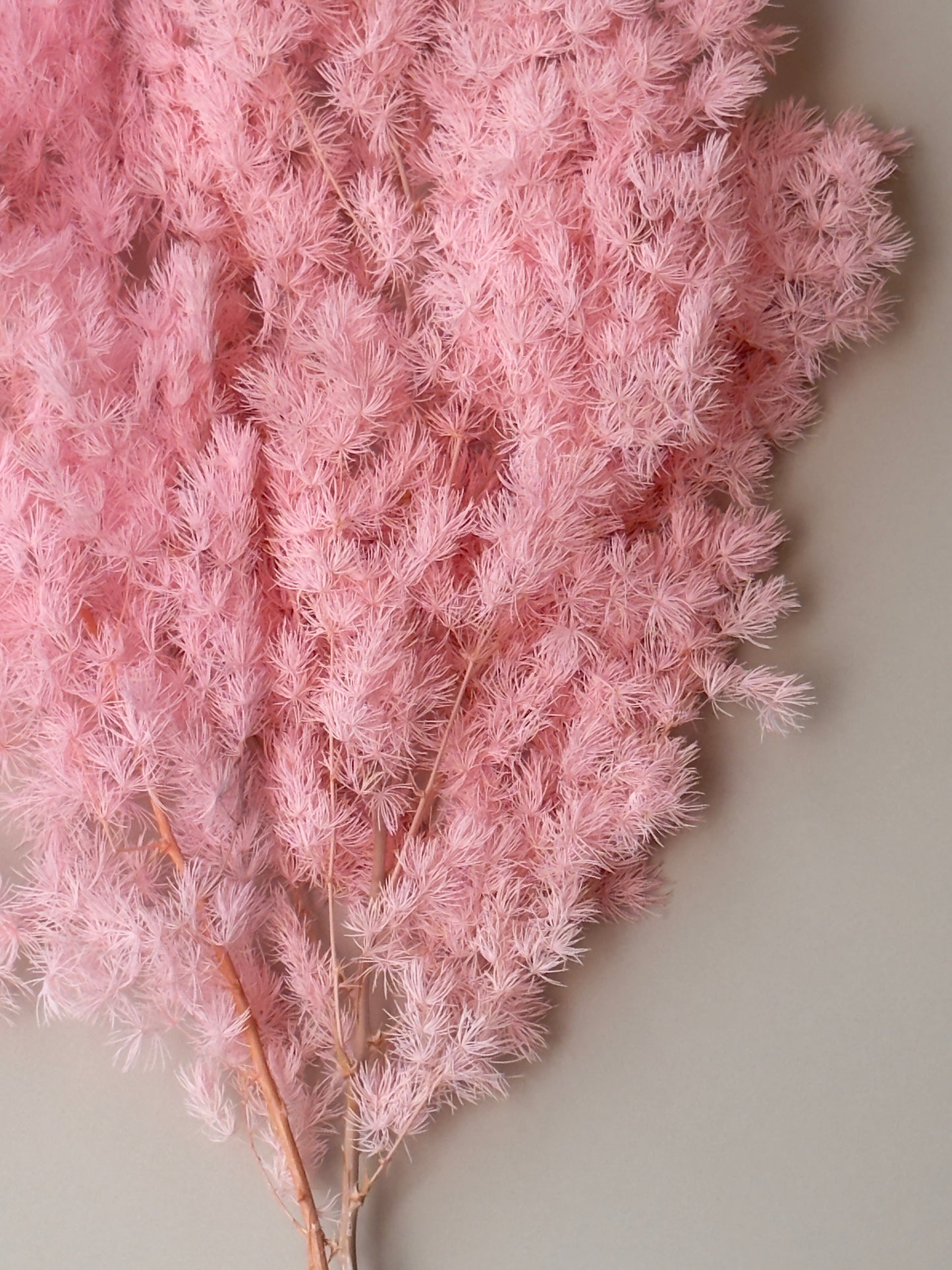Ming/Asparagus Fern Preserved - Pink