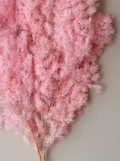 Ming/Asparagus Fern Preserved - Pink