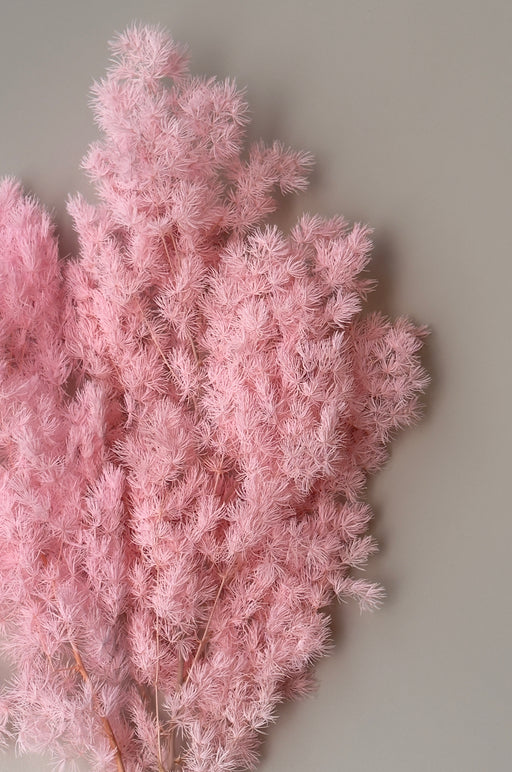 Ming/Asparagus Fern Preserved - Pink - alternate